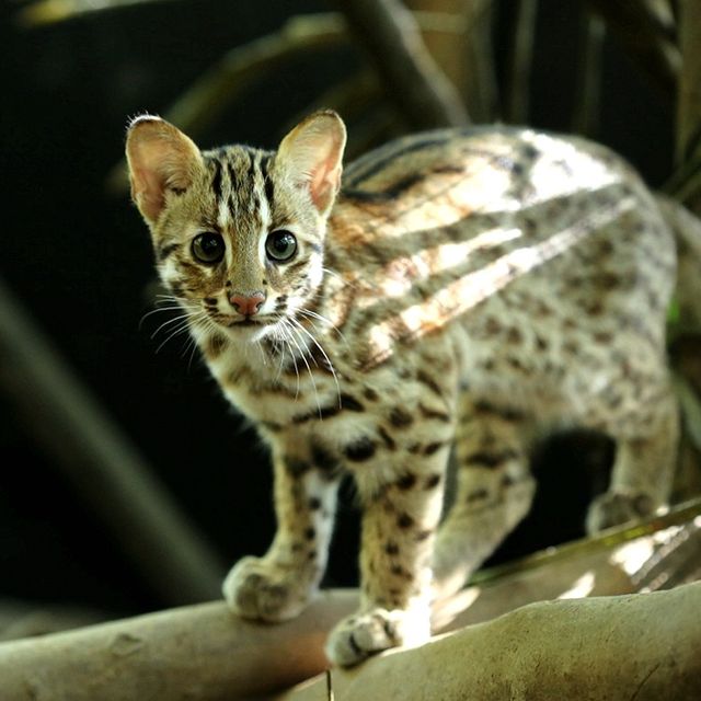 Leopard Cat / 石虎