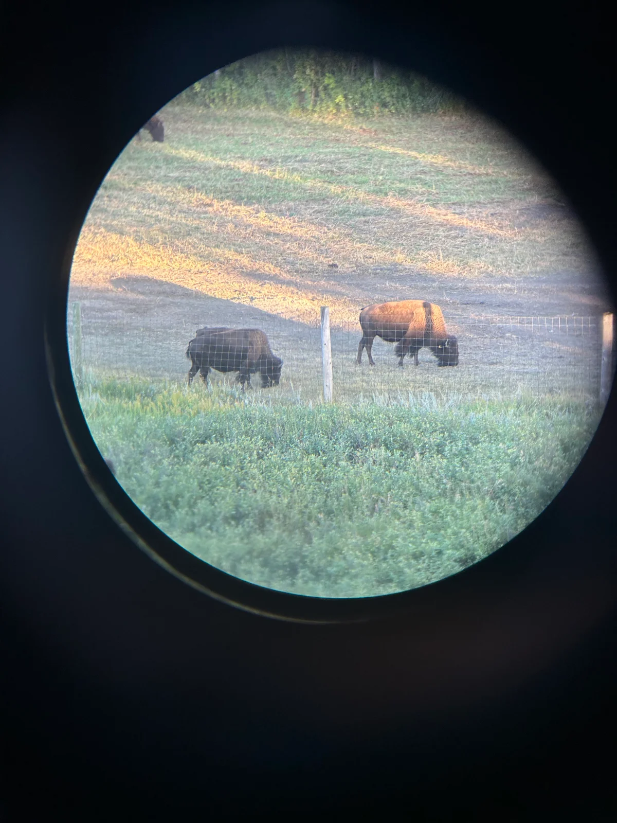 Bison