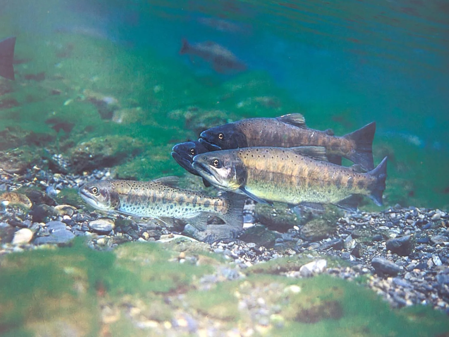 Formosan landlocked salmon