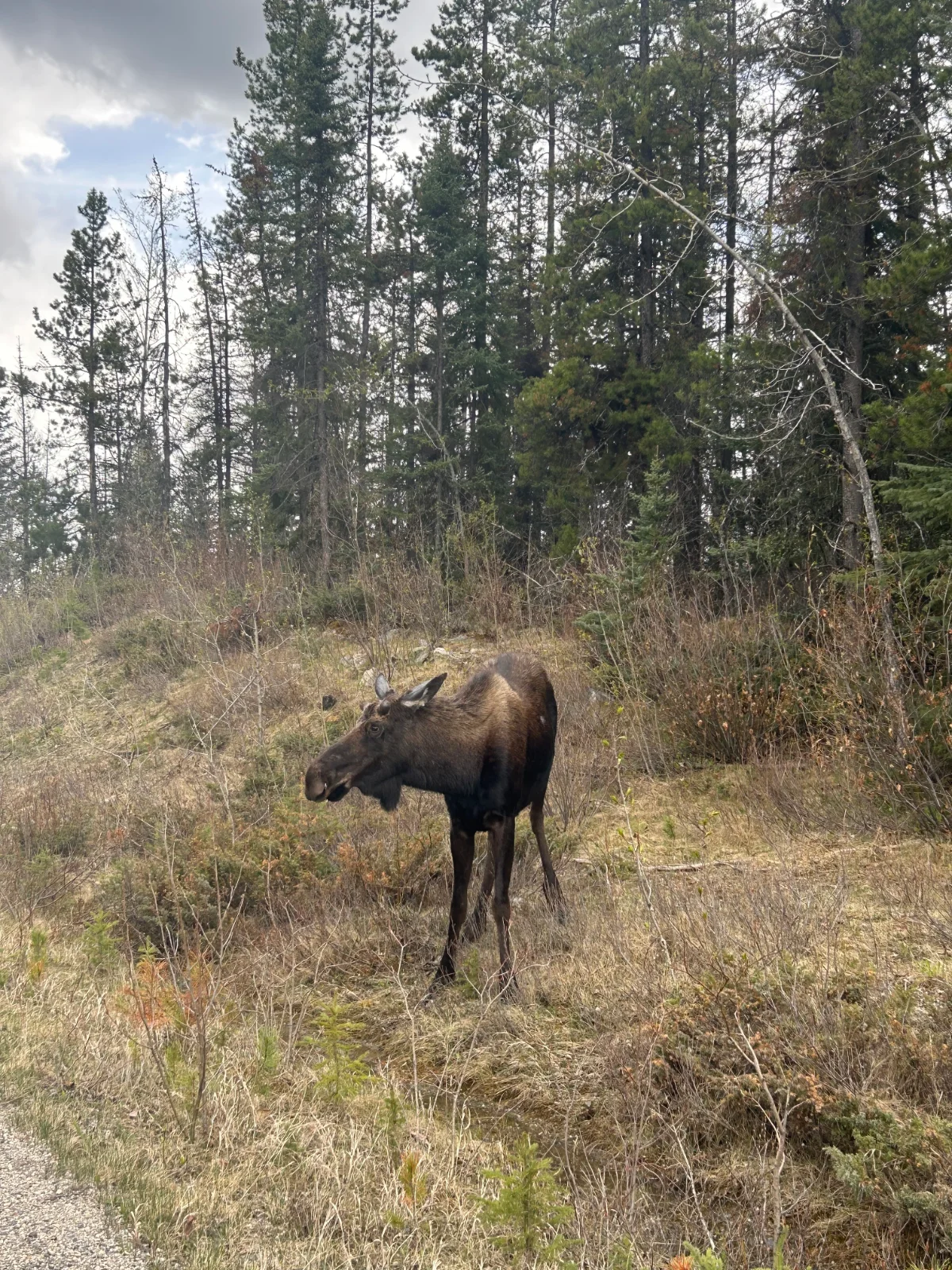 Moose