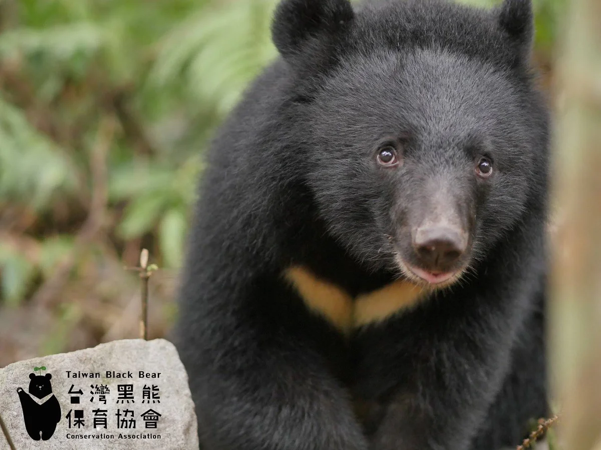 Formosan Black Bear